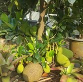 Foto Suasana 2 di Pecel Madiun, BSD, Tangerang Selatan