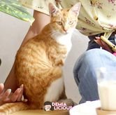 Foto Makanan 5 di Kopi Juanda, Dago Atas, Bandung
